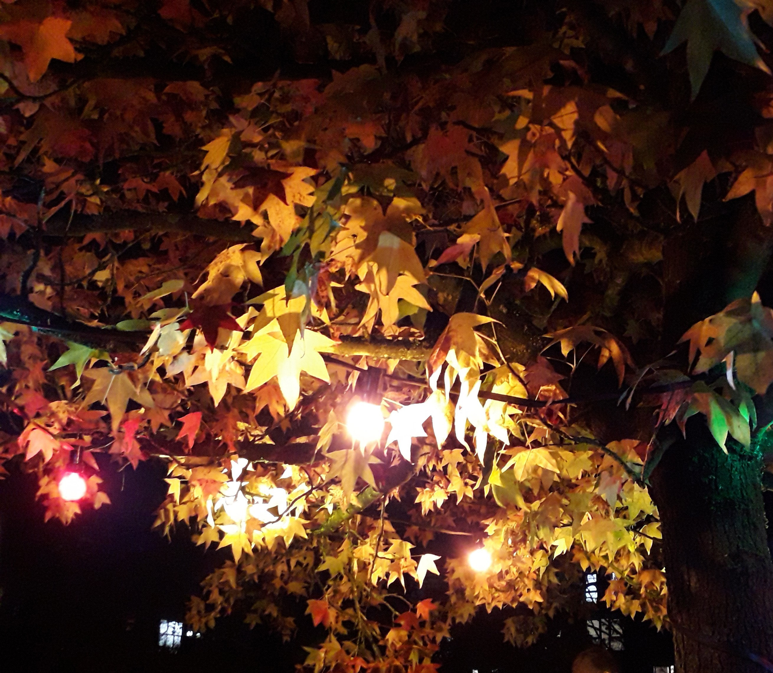 Auf dem Spielplatz leuchtet der Amberbaum farbenfroh. Kita Philosophenweg